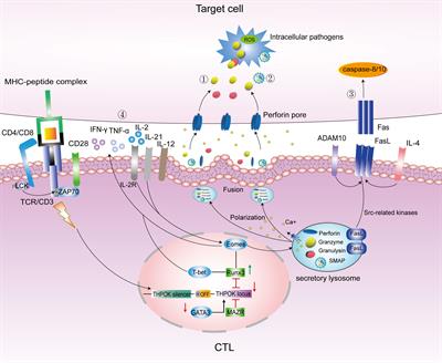 CTLs: Killers of intracellular bacteria